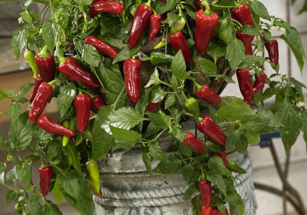 Capsicum annuum Joyride