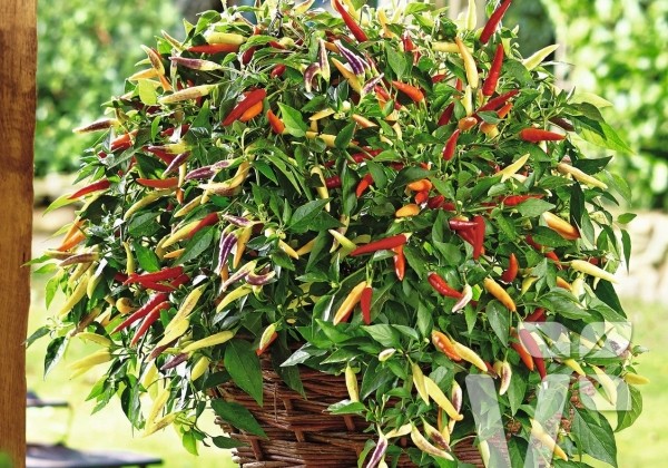 Capsicum annuum Volante Hot Red (Basket of Fire)