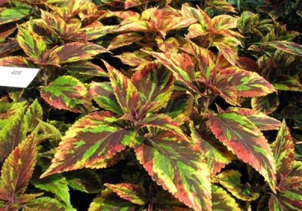 Coleus blumei Copa Combat