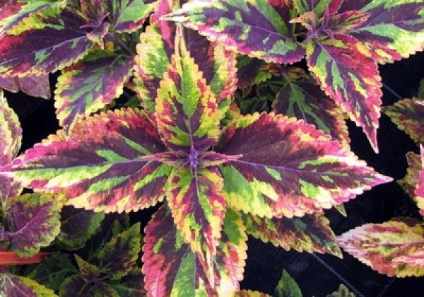 Coleus blumei Copa Combat