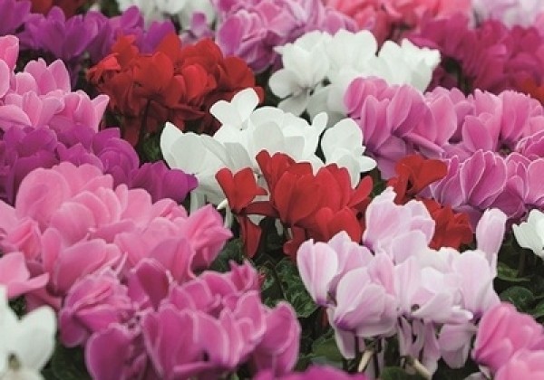 Cyclamen persicum Super Serie Mammoth NextGen Mix