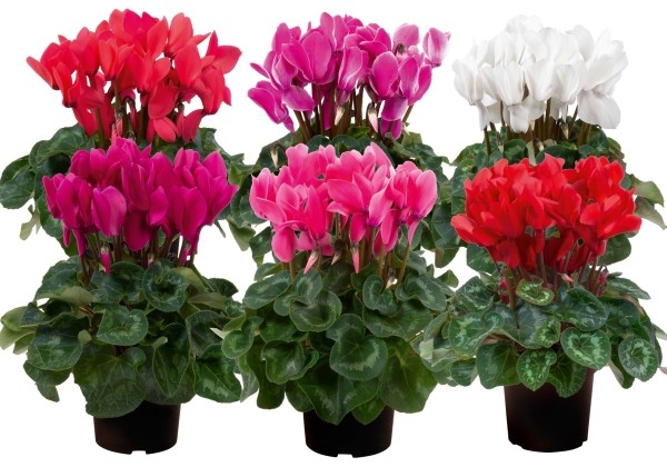 Cyclamen persicum Super Serie Leopardo Mix