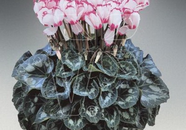 Cyclamen persicum Halios Victoria