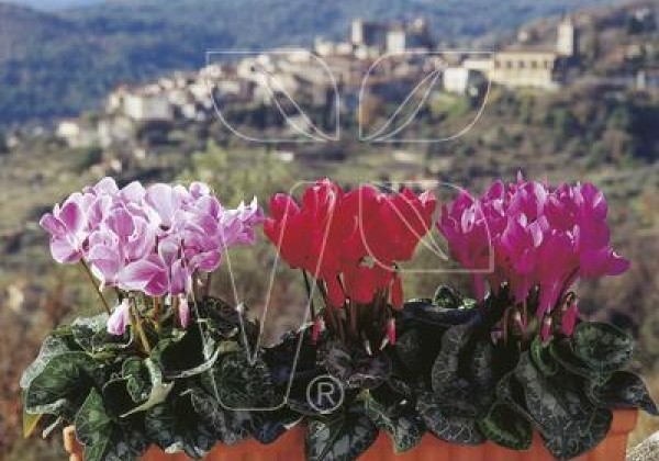 Cyclamen persicum Halios Standard Mix