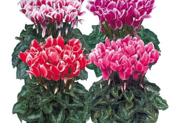 Cyclamen persicum Halios Fantasia Mix
