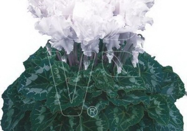Cyclamen persicum Halios Curly White