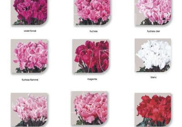 Cyclamen persicum Halios Curly Early Mix (2581)
