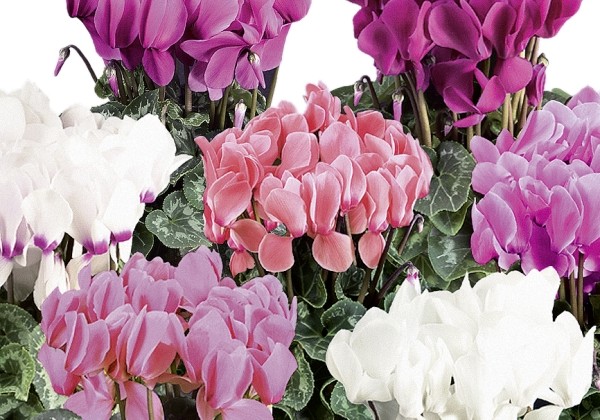 Cyclamen persicum Super Serie XL Mix