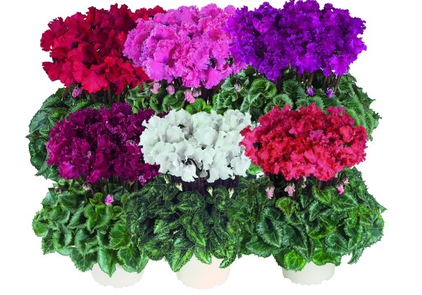 Cyclamen persicum Latinia Crispino Mix