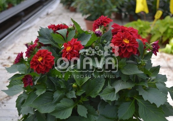 Dahlia hortensis Lubega Deep Red