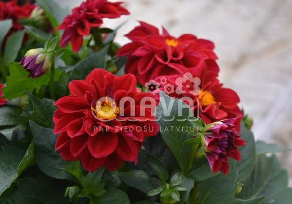 Dahlia hortensis Lubega Deep Red