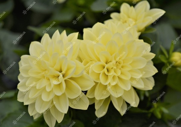 Dahlia hortensis Lubega Lemon Ice