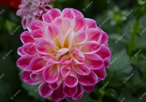 Dahlia hortensis Lubega Purple White