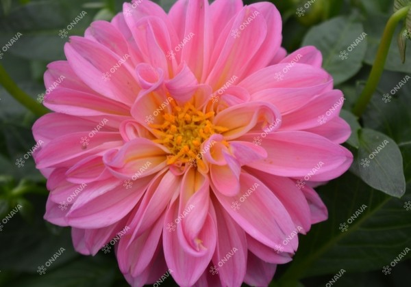 Dahlia hortensis Lubega Rose