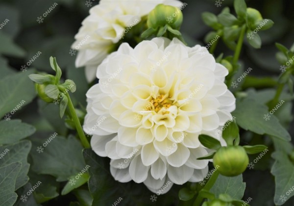 Dahlia hortensis Lubega White