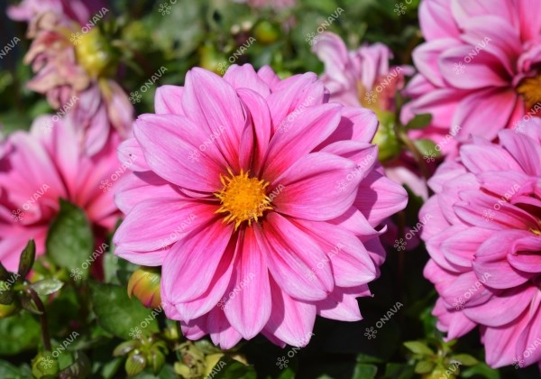 Dahlia hortensis Lubega Special Rose Eye