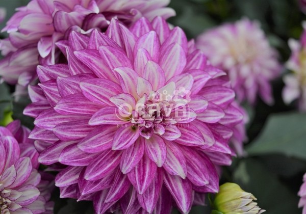 Dahlia hortensis Lubega Power Cherry Stripes