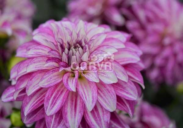 Dahlia hortensis Lubega Power Cherry Stripes
