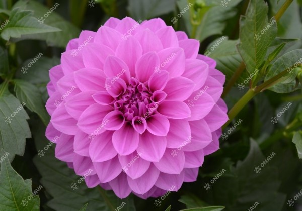 Dahlia hortensis Lubega Power Lavender