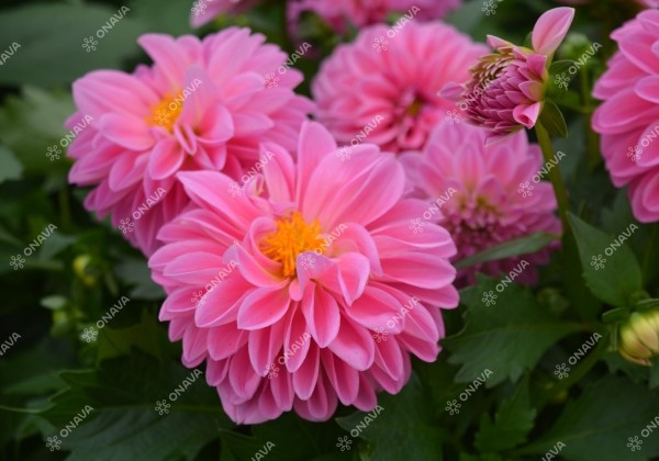 Dahlia hortensis Lubega Power Rose