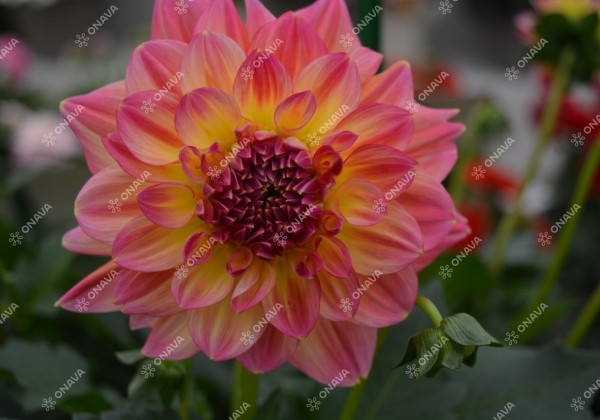Dahlia hortensis Lubega Power Tropcial Punch