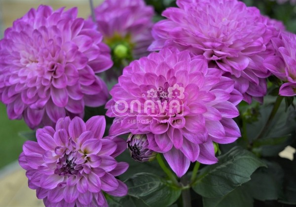 Dahlia hortensis Lubega Power Violet Bicolor
