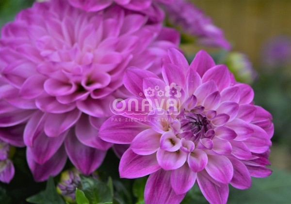 Dahlia hortensis Lubega Power Violet Bicolor