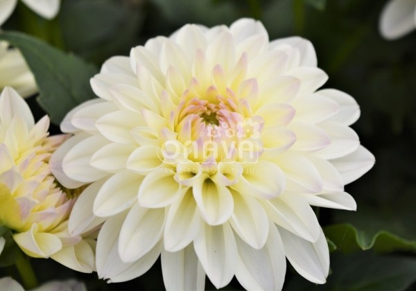 Dahlia hortensis Lubega Power White Lilac Frost