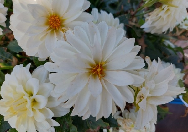Dahlia hortensis Lubega XL White