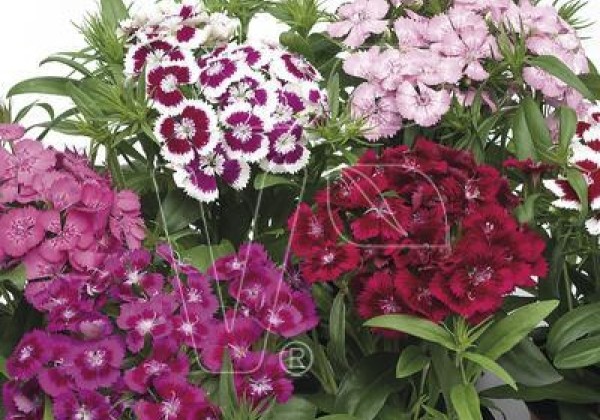 Dianthus barbatus Diabunda F1 Mix