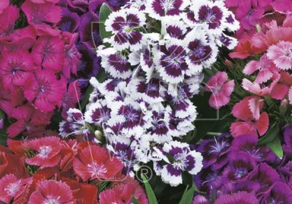 Dianthus barbatus Barbarini F1 Formula Mix