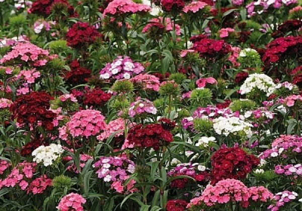 Dianthus barbatus Dash F1 Mix