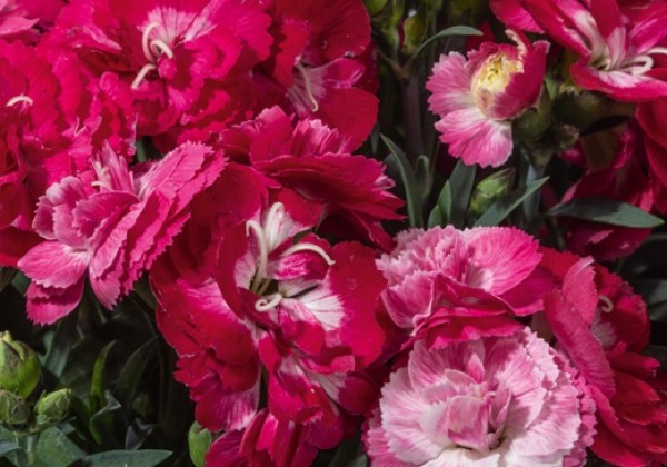 Dianthus caryophyllus Sweet Pleasure M Rose Bicolor