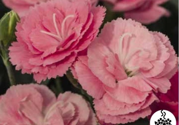 Dianthus caryophyllus Sweet Pleasure M Salmon