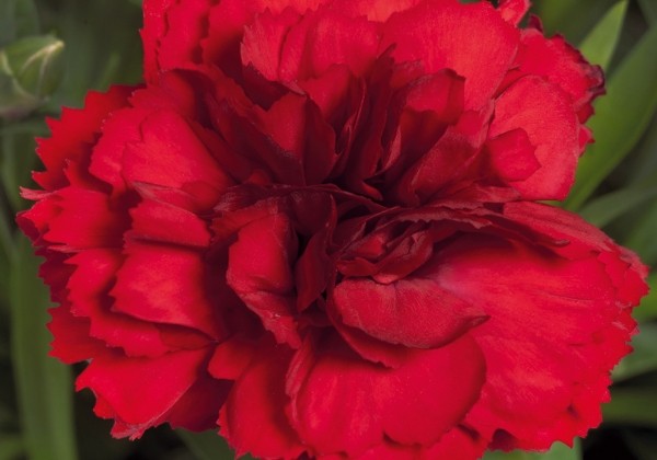 Dianthus caryophyllus Sweet Pleasure L Red