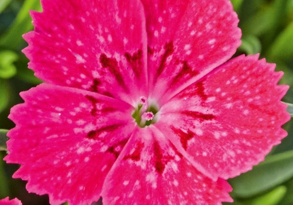 Dianthus superbus Tiny Pleasure Carmine