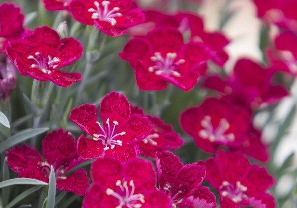 Dianthus superbus Tiny Pleasure Deep Red