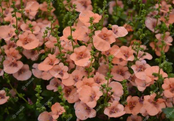 Diascia elegans Divara Salmon