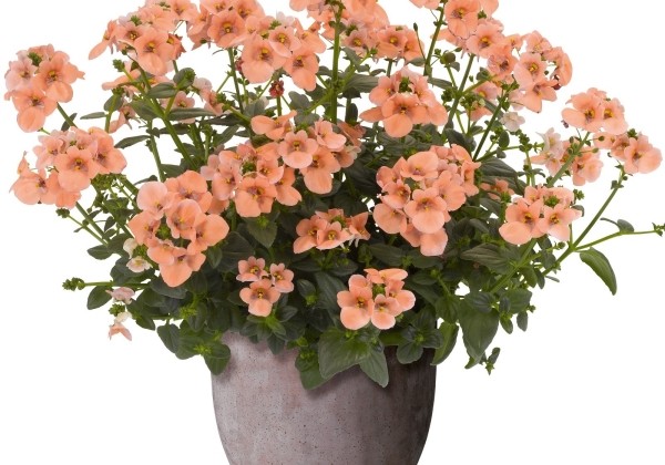 Diascia elegans Divara Giga Salmon