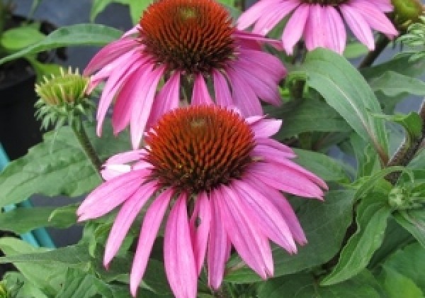 Echinacea purpurea Papallo Compact Rose (XXL)