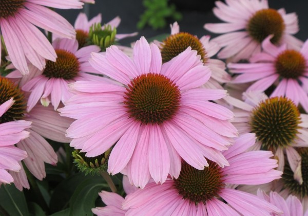 Echinacea purpurea Papallo Pink