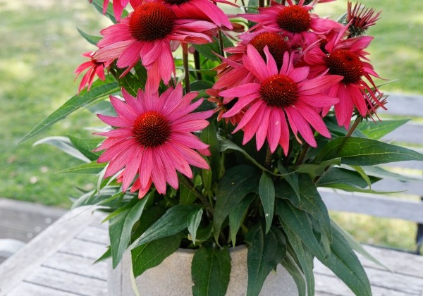 Echinacea purpurea Papallo Purple on Black  (XXL)