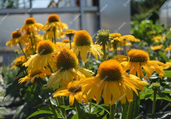 Echinacea purpurea Papallo Classic Deep Yellow