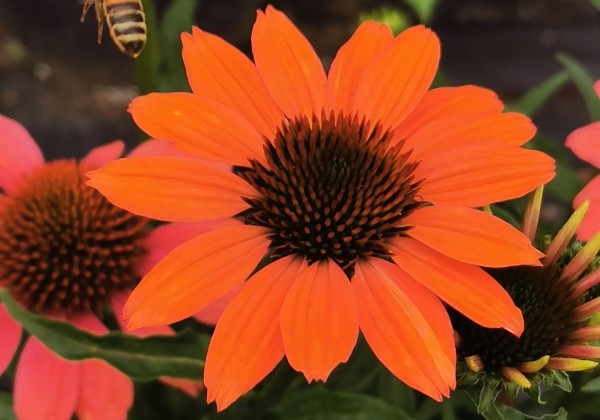 Echinacea purpurea Papallo Classic Dragon Fruit (XXL)