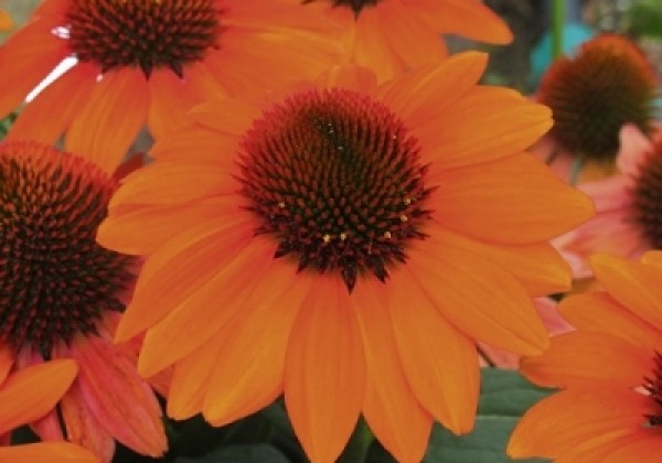 Echinacea purpurea Papallo Classic Orange