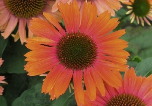 Echinacea purpurea Papallo Classic Orange-Rose