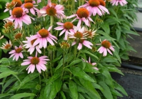 Echinacea purpurea Papallo Classic Rose (XXL)