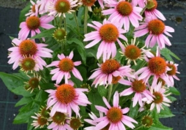Echinacea purpurea Papallo Classic Rose (XXL)