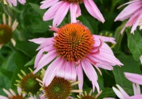 Echinacea purpurea Papallo Classic Rose