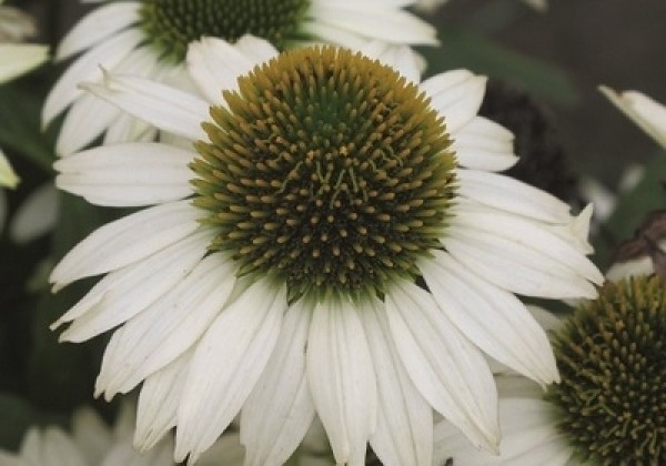Echinacea purpurea Papallo Classic White